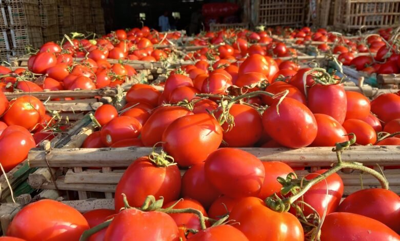 وزارة التموين تطرح الطماطم بمنافذ المجمعات الاستهلاكية.. اعرف أسعار اليوم 5 أبريل 2 وزارة التموين