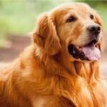 6234665751659378907373008952