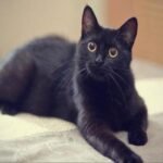 67724d70 ab64 4d8f b39d 15219211a584851674141