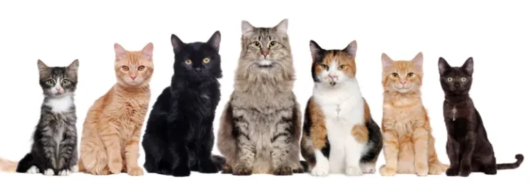 تفسير حلم القطط الملونة في البيت