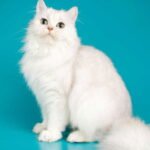 dmcciljvhyz61 article1172683537