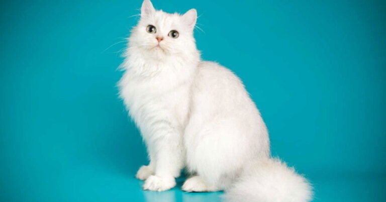 معنى رؤية القطط البيضاء