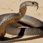 الثعبان في المنام1043001806