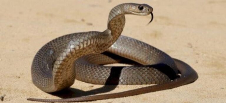 تفسير حلم الثعبان في المنام