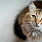 تفسير رؤية القطط في المنام والخوف منها1143665462