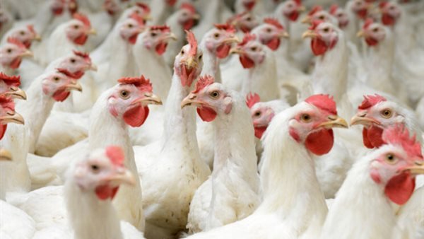 شعبة الدواجن تزف بشرى سارة: تراجع أسعار الفراخ البيضاء 10% لهذا السبب 3 287