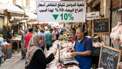 شعبة الدواجن تزف بشرى سارة: تراجع أسعار الفراخ البيضاء 10% لهذا السبب 8 أسعار الفراخ البيضاء