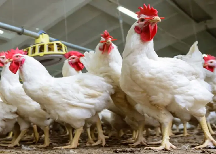 شعبة الدواجن تزف بشرى سارة: تراجع أسعار الفراخ البيضاء 10% لهذا السبب 4 fra55 750x536 1