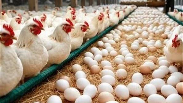 أسعار الدواجن والبيض اليوم